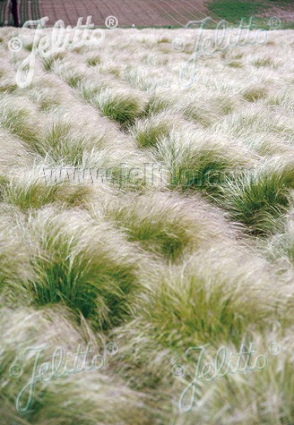 gza407 kavyl chvostikovy